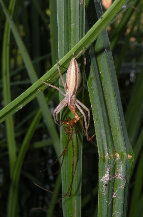 Tibellus cf. oblongus preda Tetragnatha sp.